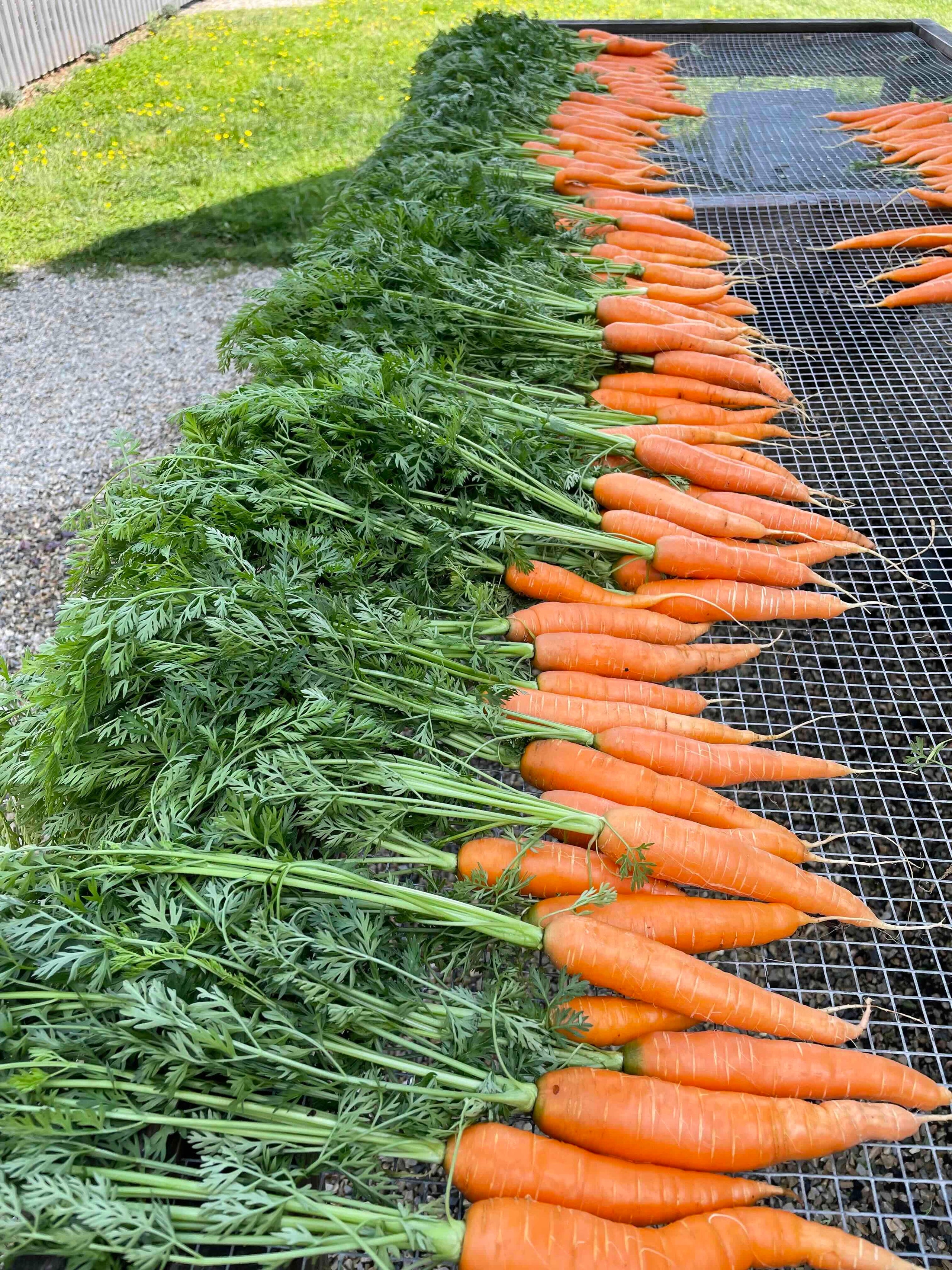 Yaya carrots Hollywood Farm